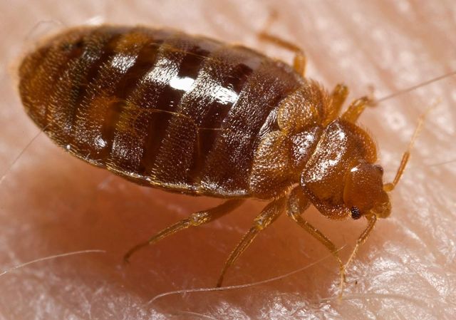 bed bugs wikipedia