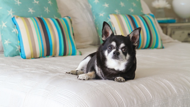 chico in wendy's bed