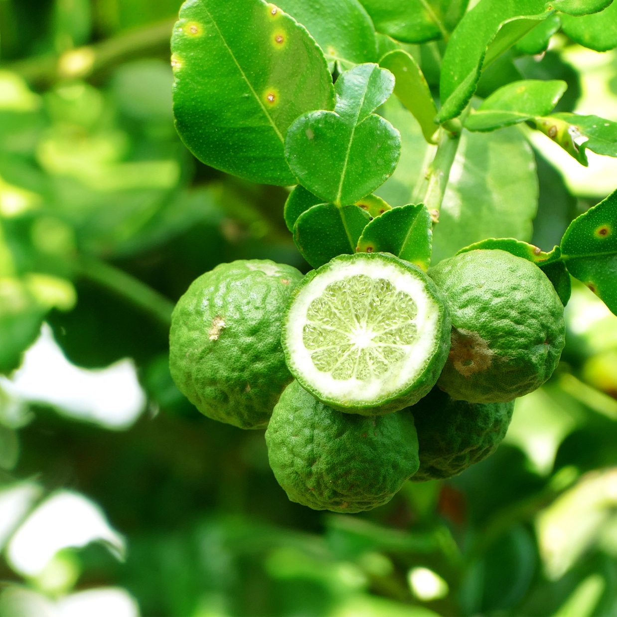 What Are The Health Benefits Of Bergamot Oil Restonic