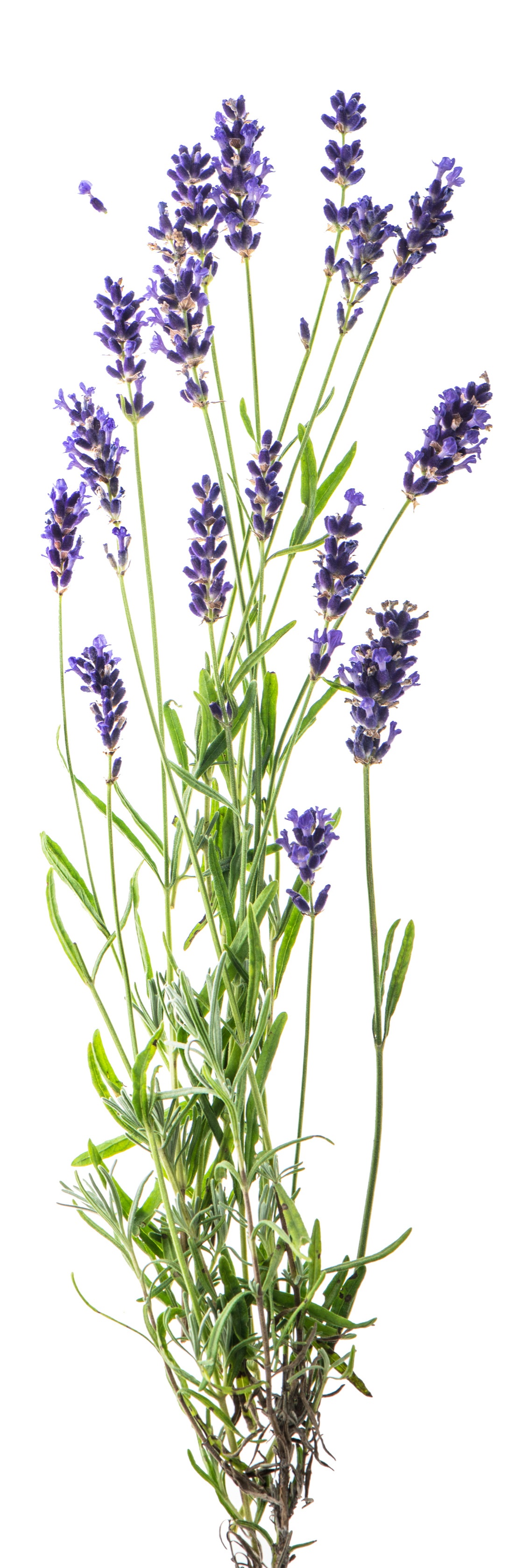 Lavender for better sleep