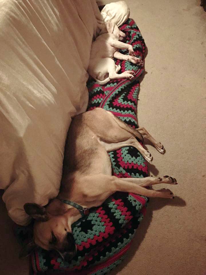 two dogs lying on a blanket at the base of a bed