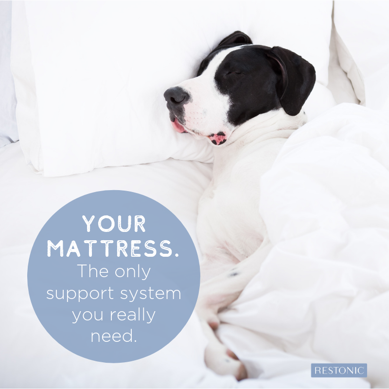 Buy a mattress get one for your clearance dog