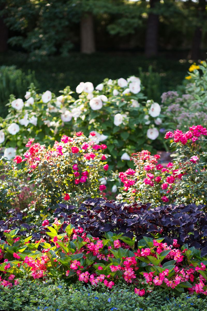 Pam S English Cottage Garden June In My Cottage Garden