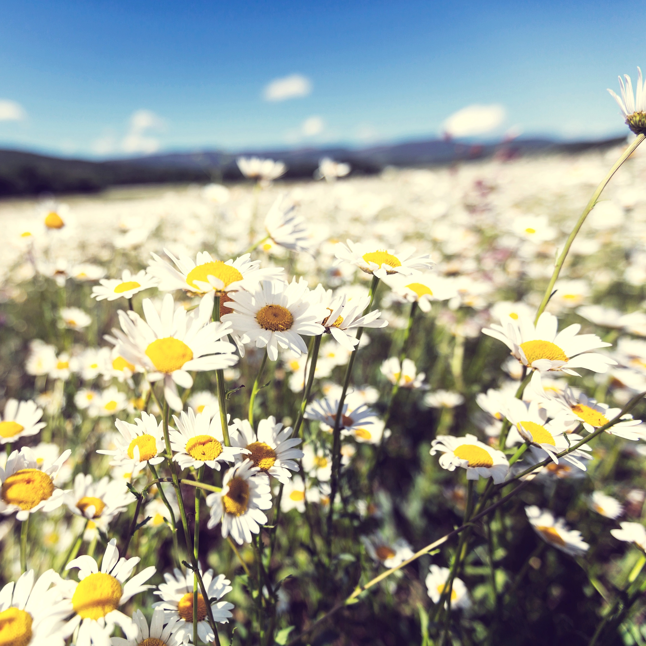 Chamomile Garden