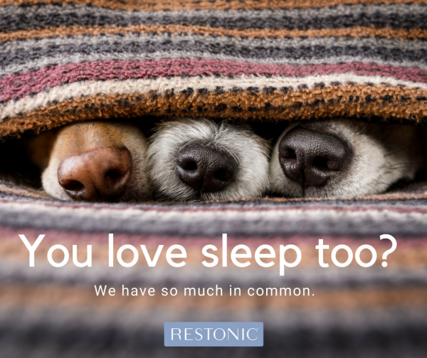 Is Sharing A Bed With Your Pets Putting A Paws On Good Sleep? Restonic