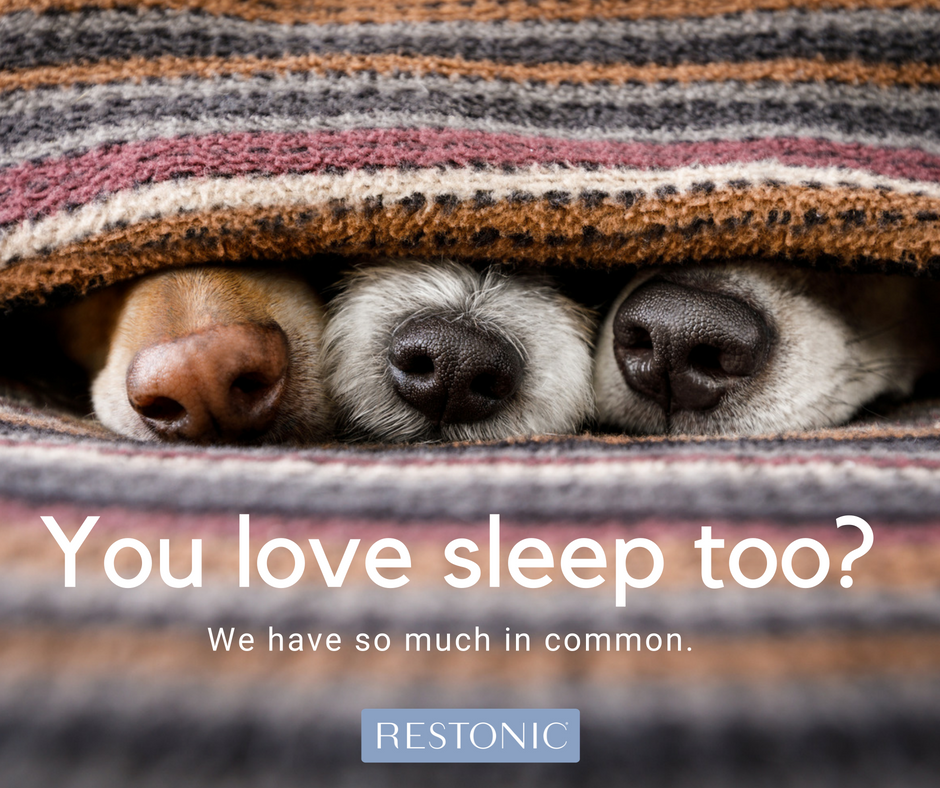 Is Sharing A Bed With Your Pets Putting A Paws On Good Sleep?