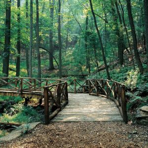 The Forests of Biltmore® – George Vanderbilt’s Living Legacy