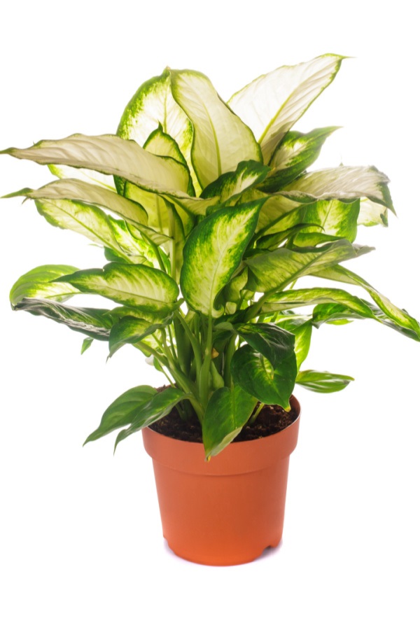 dieffenbachia plant