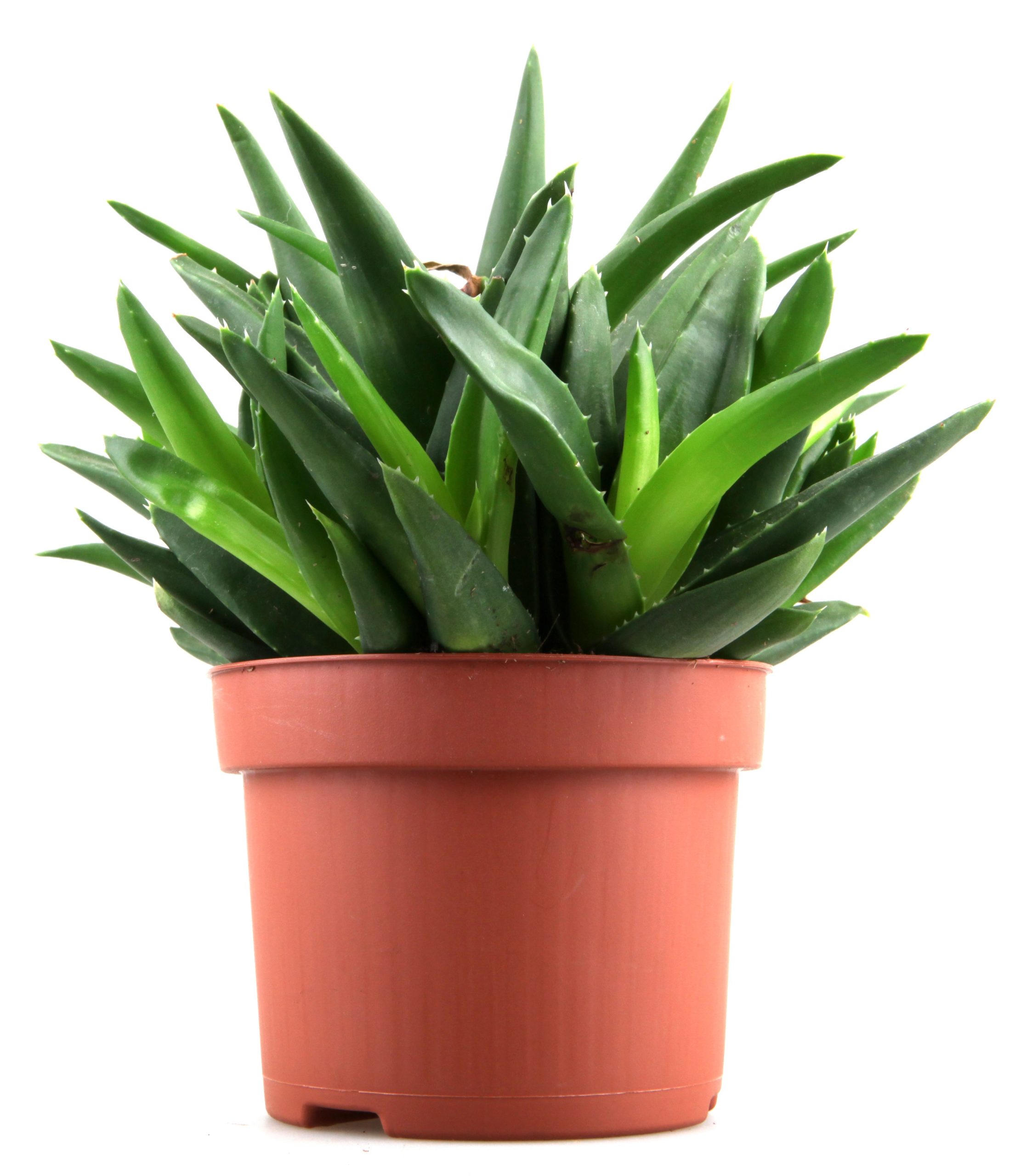 aloe vera plant in your bedroom