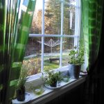 5 Plants to Help You Sleep Better – and 2 to Leave at the Store