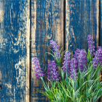 Lavender can help you sleep better at night