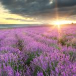 Can lavender help you sleep better? How does aromatherapy with this herb reduce stress, depression and anxiety to deliver better quality sleep?